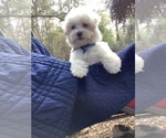 Small Photo #8 Maltese Puppy For Sale in OCKLAWAHA, FL, USA