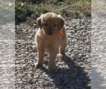 Small Photo #2 Golden Retriever Puppy For Sale in FORT MORGAN, CO, USA