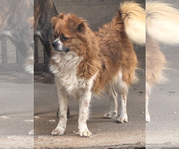 Medium Photo #6 Pekalier Puppy For Sale in Lake Elsinore, CA, USA
