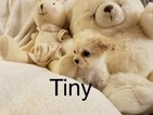 Small Photo #1 Maltipoo Puppy For Sale in LOS ANGELES, CA, USA