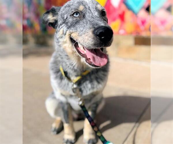 Medium Photo #1 Mutt Puppy For Sale in Grand Prairie, TX, USA