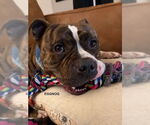 Small #2 Staffordshire Bull Terrier Mix