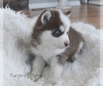 Small #4 Pomsky