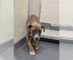 Small Mutt