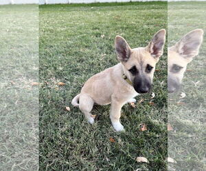 Great Pyrenees Dogs for adoption in Bountiful, UT, USA