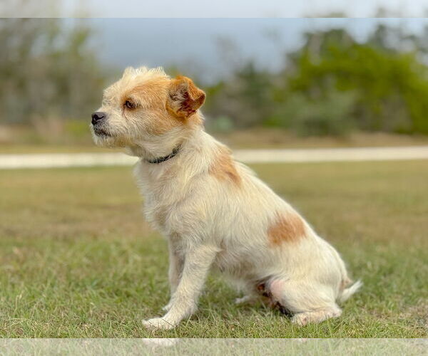Medium Photo #4 Mutt Puppy For Sale in PIPE CREEK, TX, USA