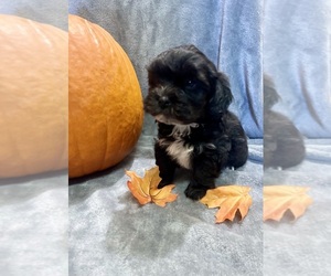 Mal-Shi Puppy for sale in CONWAY, SC, USA
