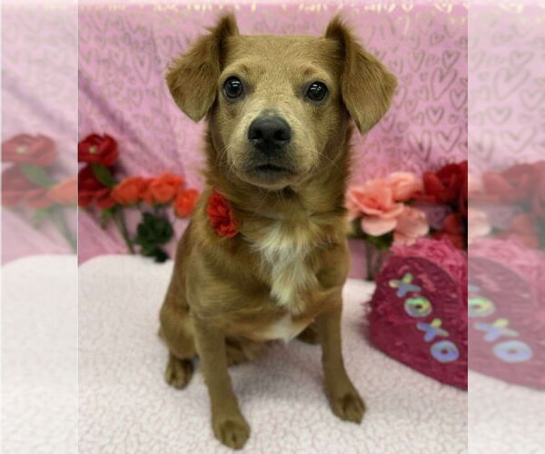 Medium Photo #1 Chihuahua-Unknown Mix Puppy For Sale in Lakewood, CO, USA