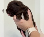 Small Photo #8 Australian Shepherd Puppy For Sale in DEVINE, TX, USA