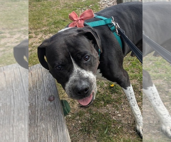 Medium Photo #28 American Staffordshire Terrier-Unknown Mix Puppy For Sale in Muskegon, MI, USA