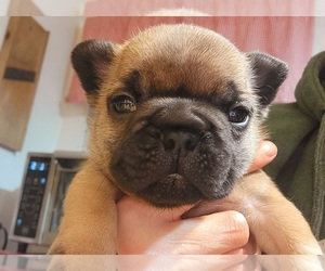 French Bulldog Dog for Adoption in BALLSTON SPA, New York USA