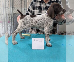 German Shorthaired Pointer Puppy for sale in VERNON, NY, USA