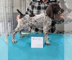 Purple - Female German Shorthaired Pointer Puppy for Sale - Small photo