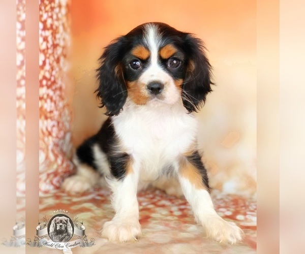 Medium Photo #6 Cavalier King Charles Spaniel Puppy For Sale in MIAMI, FL, USA