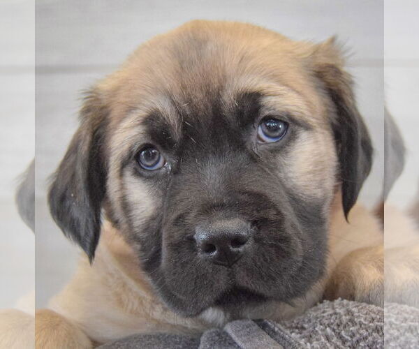 Medium Photo #5 Colonial Cocker Spaniel-German Shepherd Dog Mix Puppy For Sale in Huntley, IL, USA