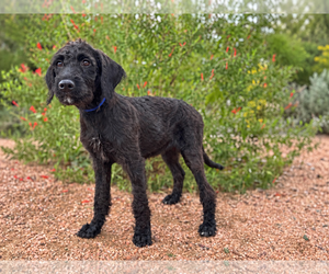 Raven - Female Labradoodle Dog for Adoption - Photo #4