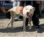 Small #3 Mutt