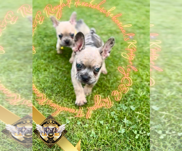 Medium Photo #12 French Bulldog Puppy For Sale in ATHENS, GA, USA