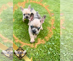 Small #11 French Bulldog
