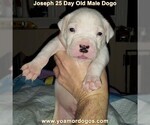 Small Photo #53 Dogo Argentino Puppy For Sale in PINEVILLE, MO, USA