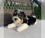 Small Photo #6 Yorkshire Terrier Puppy For Sale in HOUSTON, TX, USA