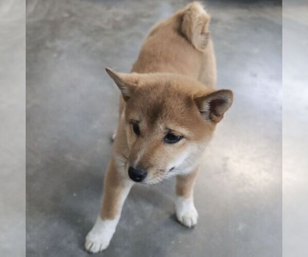 Medium Photo #4 Shiba Inu Puppy For Sale in CHARLES CITY, IA, USA