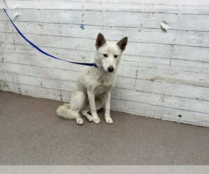Siberian Husky Dogs for adoption in San Bernardino, CA, USA