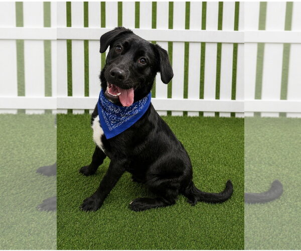 Medium Photo #1 Mutt Puppy For Sale in Euless, TX, USA