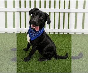 Mutt Dogs for adoption in Euless, TX, USA