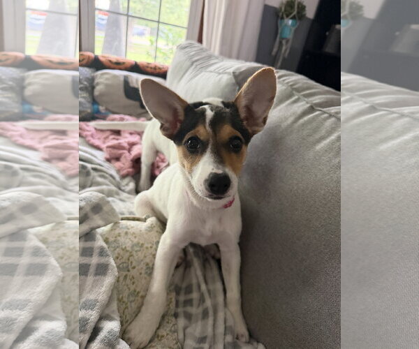 Medium Photo #4 American Pit Bull Terrier-Jack Russell Terrier Mix Puppy For Sale in Oakhurst, NJ, USA