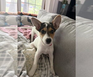 Jackie- JRT/pittie puppies - Female American Pit Bull Terrier-Jack Russell Terrier Mix Dog for Adoption - Photo #4