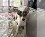 Small Photo #4 American Pit Bull Terrier-Jack Russell Terrier Mix Puppy For Sale in Oakhurst, NJ, USA