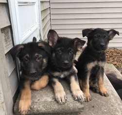 German Shepherd Dog Puppy for sale in ANAHUAC, TX, USA
