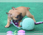Small #3 French Bulldog