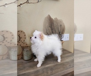 Pomeranian Puppy for sale in COMMERCE CITY, CO, USA