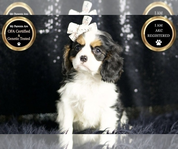 Medium Photo #67 Cavalier King Charles Spaniel Puppy For Sale in WARSAW, IN, USA