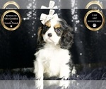 Small Photo #67 Cavalier King Charles Spaniel Puppy For Sale in WARSAW, IN, USA