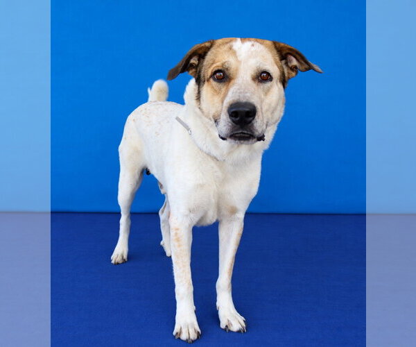 Medium Photo #2 Labrador Retriever-Unknown Mix Puppy For Sale in Pasadena, CA, USA