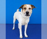 Small Photo #2 Labrador Retriever-Unknown Mix Puppy For Sale in Pasadena, CA, USA