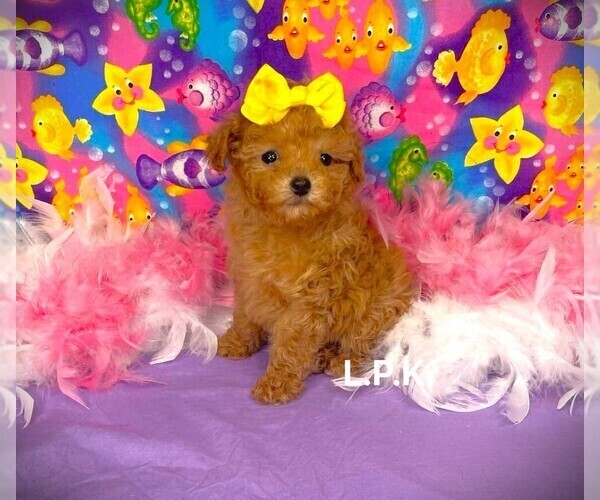 Medium Photo #1 Poodle (Toy) Puppy For Sale in WINNSBORO, LA, USA
