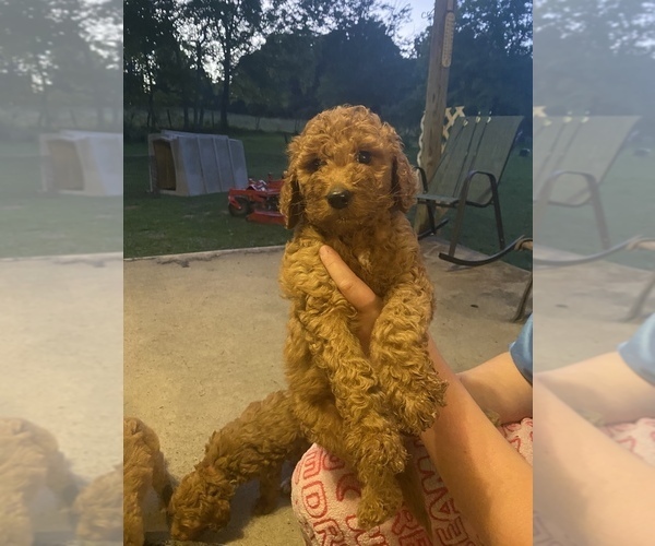 Medium Photo #5 Goldendoodle Puppy For Sale in MACOMB, MO, USA