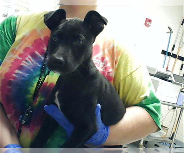 Medium Photo #1 Labrador Retriever-Unknown Mix Puppy For Sale in Fayetteville, NC, USA