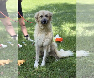 Dukey - Male Great Pyrenees Dog for Adoption - Photo #5
