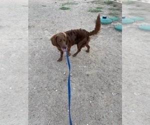 Golden Retriever Puppy for sale in CHINA SPRING, TX, USA