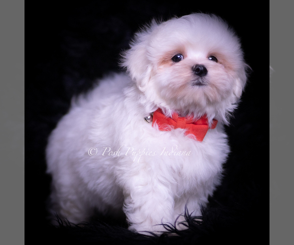 Medium Photo #3 Maltese Puppy For Sale in WARSAW, IN, USA
