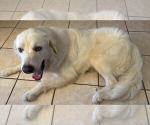 Charlie (aka Charles II) - Male Great Pyrenees Dog for Adoption - Photo #2