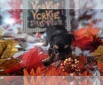 Small #8 Yorkshire Terrier