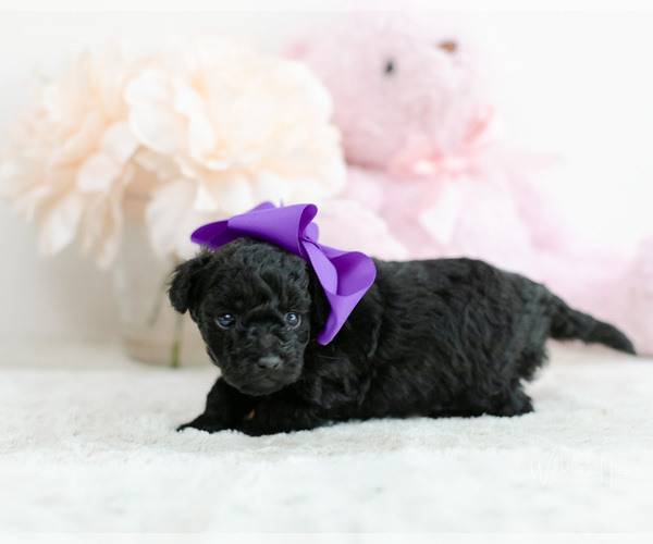 Medium Photo #6 Pomeranian-Poodle (Toy) Mix Puppy For Sale in LITTLE ROCK, AR, USA
