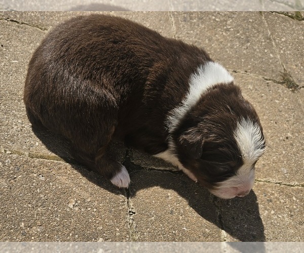 Medium Photo #18 Australian Shepherd Puppy For Sale in NELSON, VA, USA