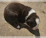 Small #17 Australian Shepherd